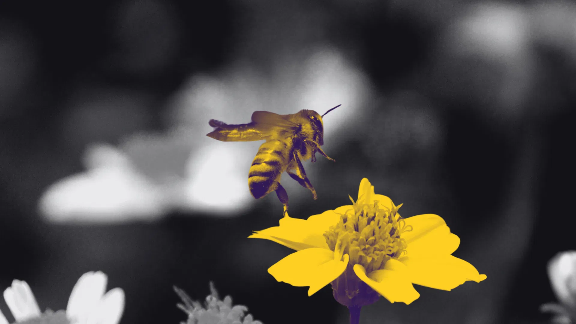 Оптимизация лид-магнитов для привлечения клиентов